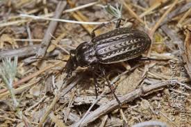 Attēlu rezultāti vaicājumam “Carabus clathratus”