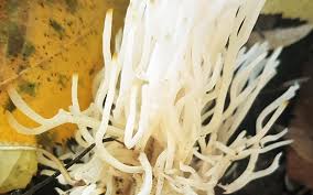 Attēlu rezultāti vaicājumam “Ramariopsis kunzei”