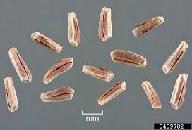 Attēlu rezultāti vaicājumam “Matricaria discoidea”