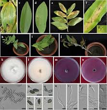 Attēlu rezultāti vaicājumam “Polygonatum odoratum leaf”