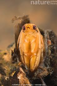 Attēlu rezultāti vaicājumam “Trichoptera”