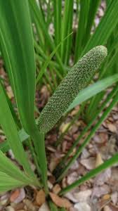 Attēlu rezultāti vaicājumam “Acorus calamus fruit”