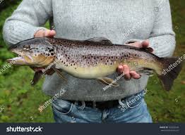 Image result for Salmo trutta trutta