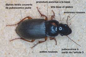 Attēlu rezultāti vaicājumam “Pseudoophonus rufipes”