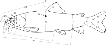 Image result for Salmo pellegrini