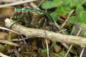 Attēlu rezultāti vaicājumam “Cetonia aurata”