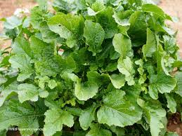 Attēlu rezultāti vaicājumam “Sinapis arvensis leaf”