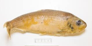 Image result for Alosa pseudoharengus