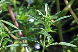 Image result for Bohnenkraut