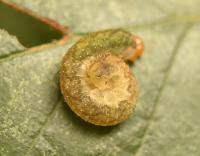 Attēlu rezultāti vaicājumam “Mamestra brassicae larva”