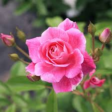 「アイスバーグ」の画像検索結果