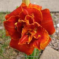 Image result for Hemerocallis `Moses Fire`