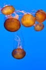 been to Monterey Bay in - via Daymix
