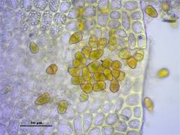 Attēlu rezultāti vaicājumam “Tritomaria”