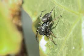 Attēlu rezultāti vaicājumam “Heliophanus sp.”