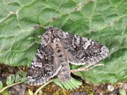 Attēlu rezultāti vaicājumam “Papestra biren”