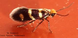 Attēlu rezultāti vaicājumam “Micropterix aureatella”