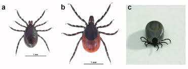 Attēlu rezultāti vaicājumam “Ixodes male”