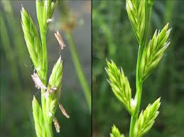 Attēlu rezultāti vaicājumam “Lolium perenne”