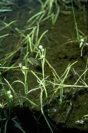 Attēlu rezultāti vaicājumam “Sparganium minimum”