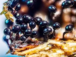 Attēlu rezultāti vaicājumam “Symphytocarpus flaccidus macro”