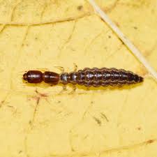 Attēlu rezultāti vaicājumam “Raphidioptera imago”