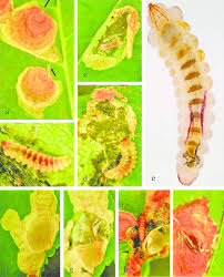 Attēlu rezultāti vaicājumam “Cameraria ohridella”
