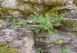 Attēlu rezultāti vaicājumam “Rorippa sylvestris leaf”