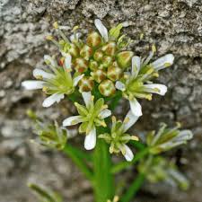 Attēlu rezultāti vaicājumam “Cardamine impatiens fruit”