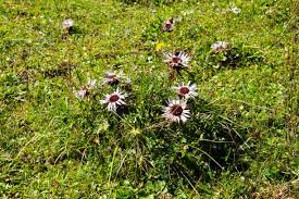 Image result for Silberdistel