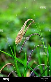 Attēlu rezultāti vaicājumam “Carex lasiocarpa female flower”