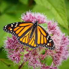 Attēlu rezultāti vaicājumam “Euura acutifoliae”