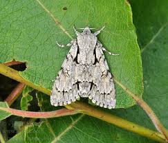 Attēlu rezultāti vaicājumam “Acronicta cuspis”