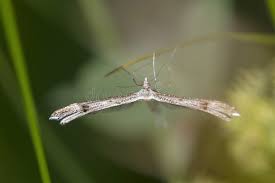 Attēlu rezultāti vaicājumam “Stenoptilia pterodactyla”