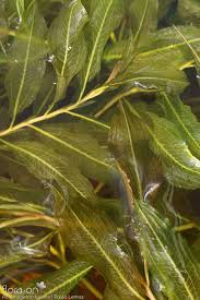 Attēlu rezultāti vaicājumam “Potamogeton lucens leaf”