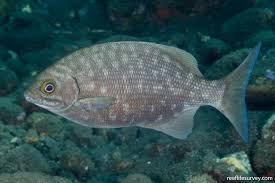 Image result for Kyphosus