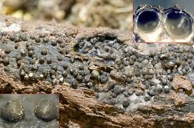 Attēlu rezultāti vaicājumam “Rosellinia desmazieri”