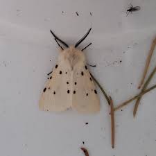 Attēlu rezultāti vaicājumam “Diaphora mendica”