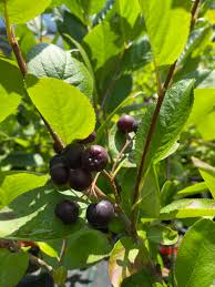 Attēlu rezultāti vaicājumam “Aronia melanocarpa”