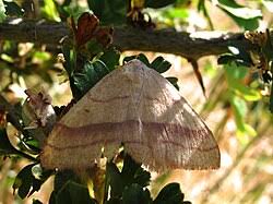 Attēlu rezultāti vaicājumam “Rhodostrophia vibicaria”