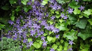 Image result for Campanula isophylla