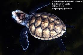 Image result for Eretmochelys imbricata