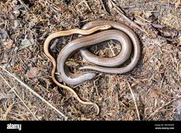 Attēlu rezultāti vaicājumam “Anguis fragilis adult”