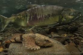 Image result for Oncorhynchus keta