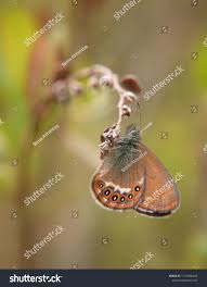 Attēlu rezultāti vaicājumam “Coenonympha hero”