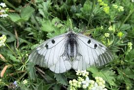 Attēlu rezultāti vaicājumam “Parnassius mnemosyne underside”
