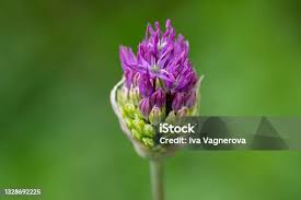 Attēlu rezultāti vaicājumam “Allium cepa bud”