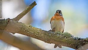 Image result for Fringilla montifringilla