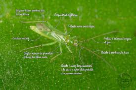 Attēlu rezultāti vaicājumam “Blepharidopterus angulatus”