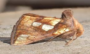 Attēlu rezultāti vaicājumam “Plusia festucae”